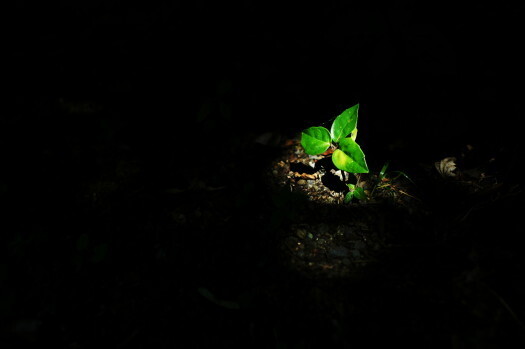 DSC03033 (1).JPG