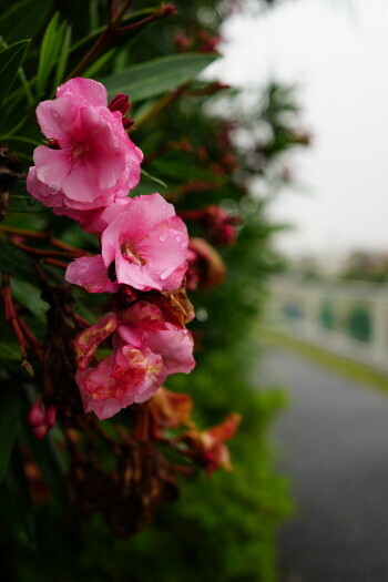 DSC03837.JPG