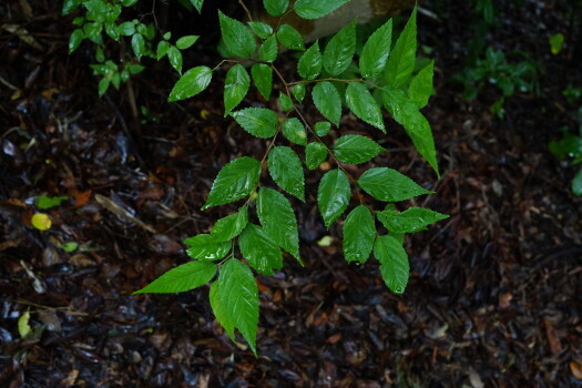 DSC03842.JPG