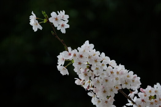 DSC07151.JPG